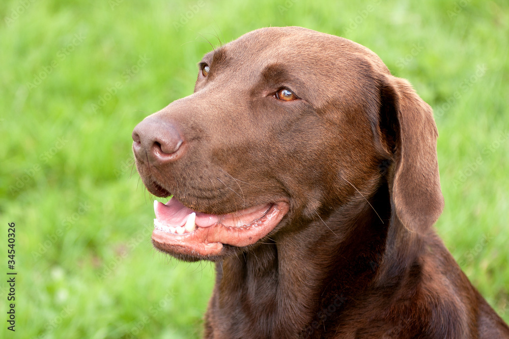 Pet Brown dog looking expectant Pet Brown dog looking expectant