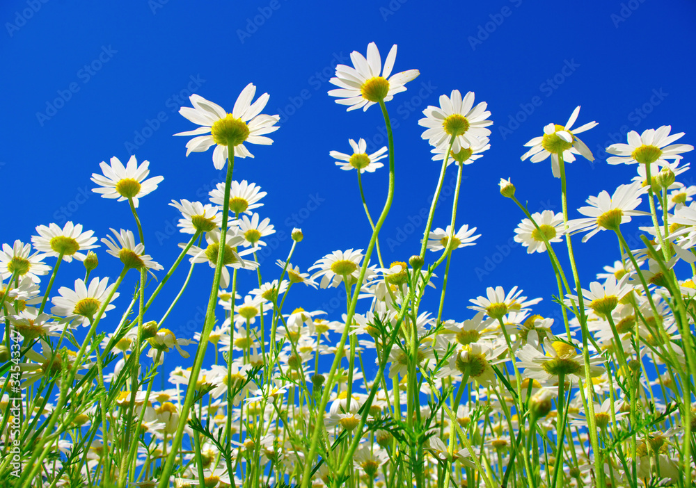 daisies daisies