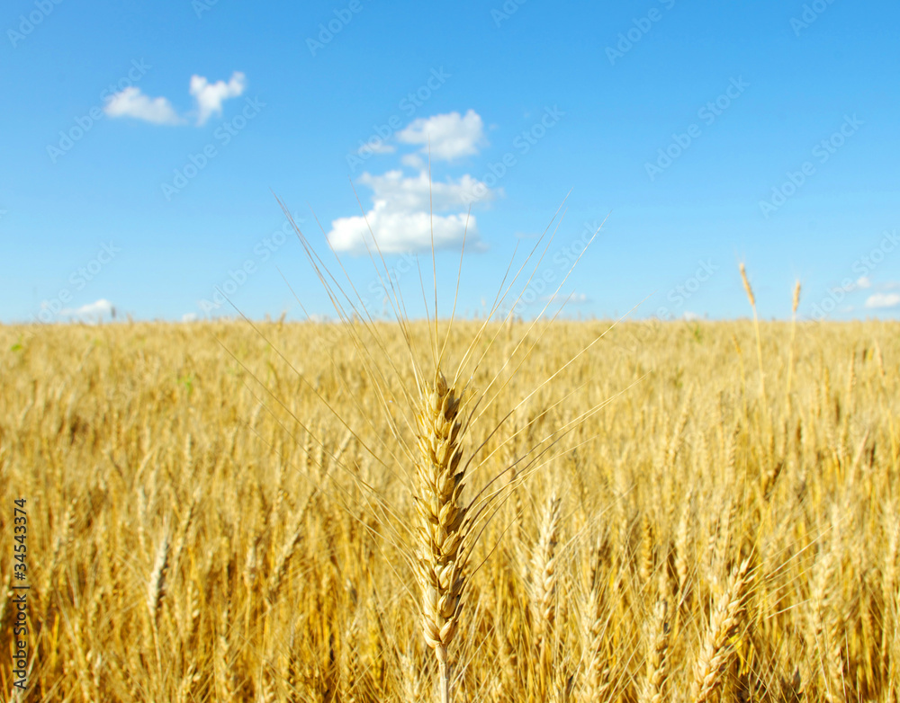 Fototapeta premium Wheat