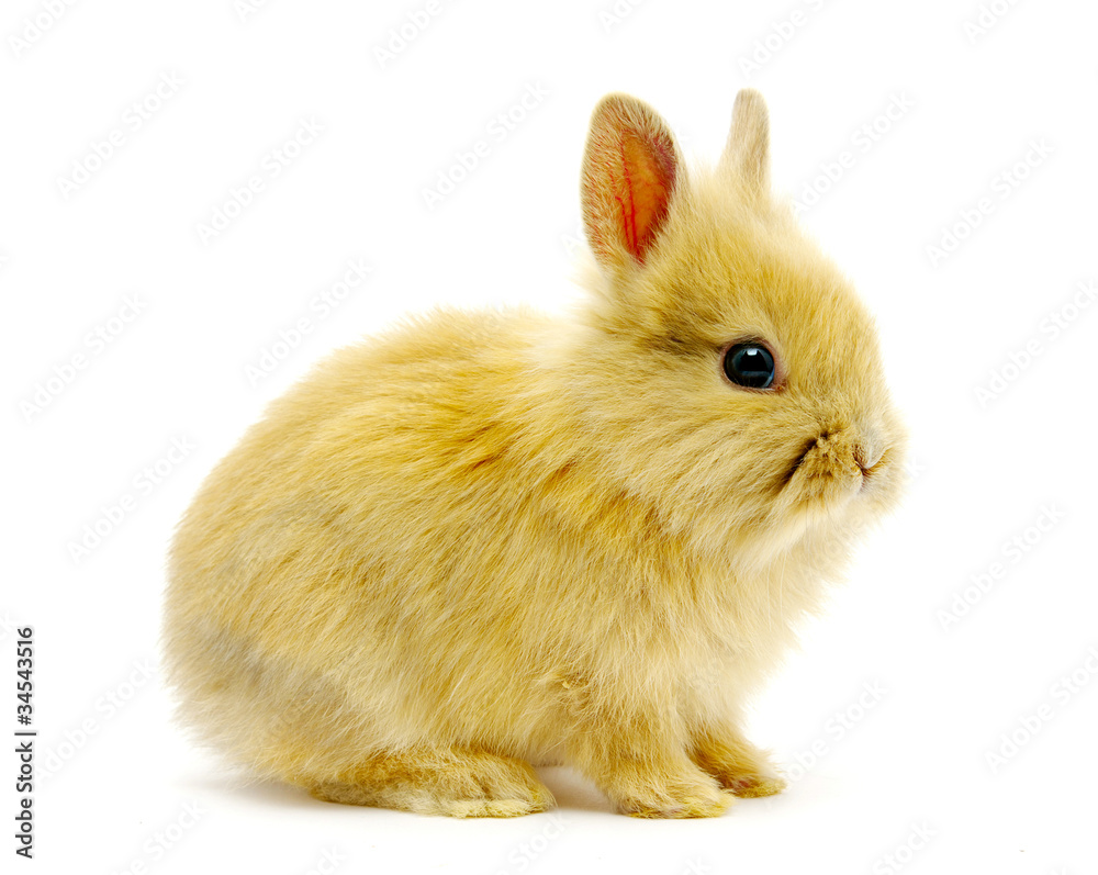 rabbit