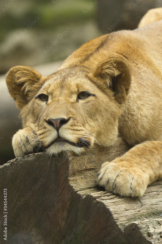 Naklejka premium Lioness
