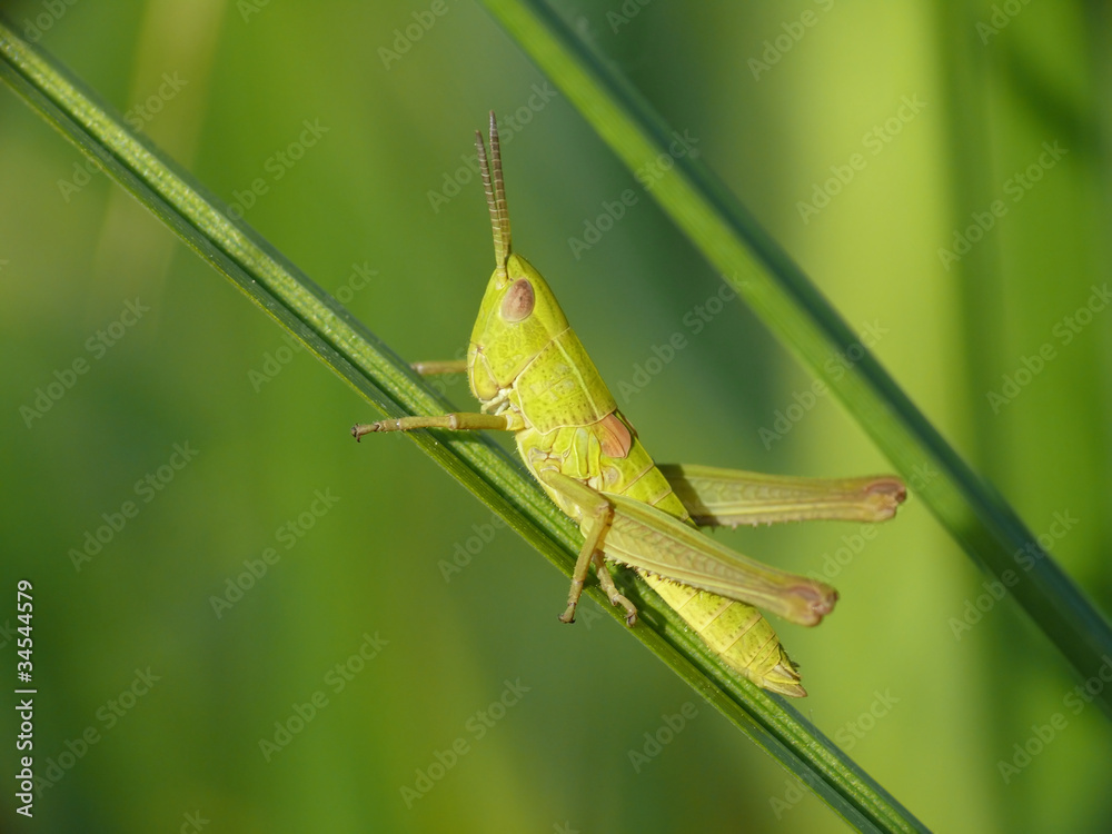 Weibliche Larve der Kleinen Goldschrecke Weibliche Larve der Kleinen Goldschrecke