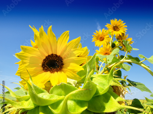 Beautiful sunflower against blue sky