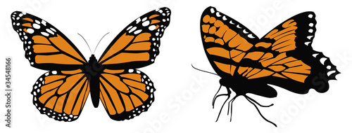 Monarch collection