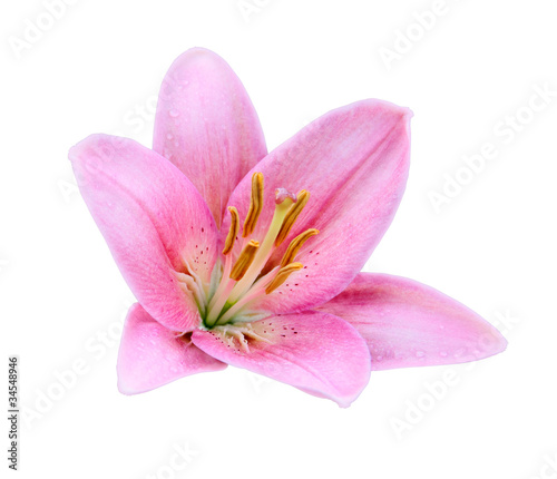 Pink Lily flower isolated on a white background