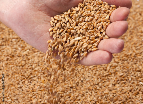 Falling wheat seeds