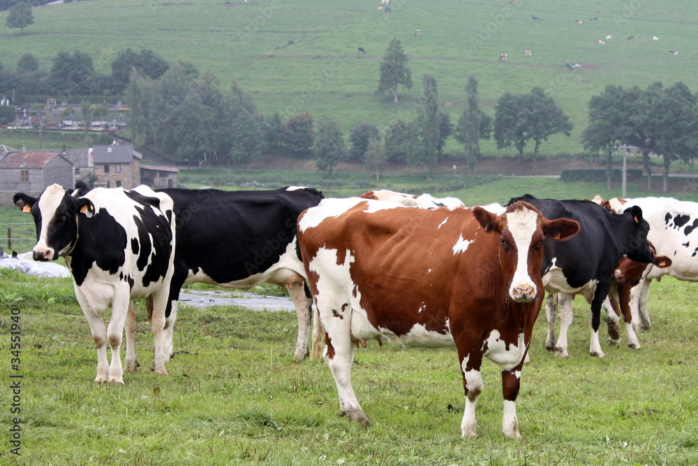Cows graze in the grassland