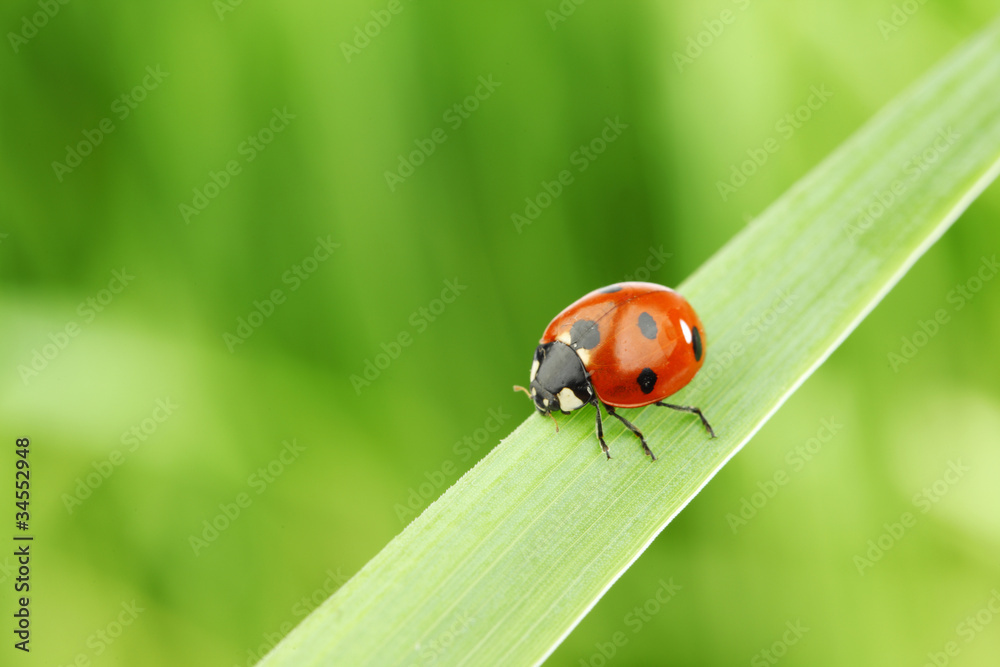 ladybug on grass ladybug on grass