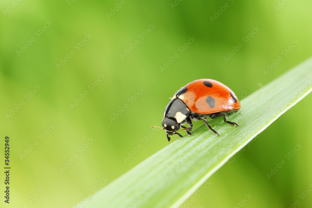 ladybug on grass ladybug on grass