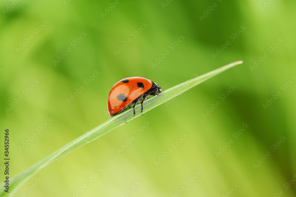 Fototapeta premium ladybug on grass