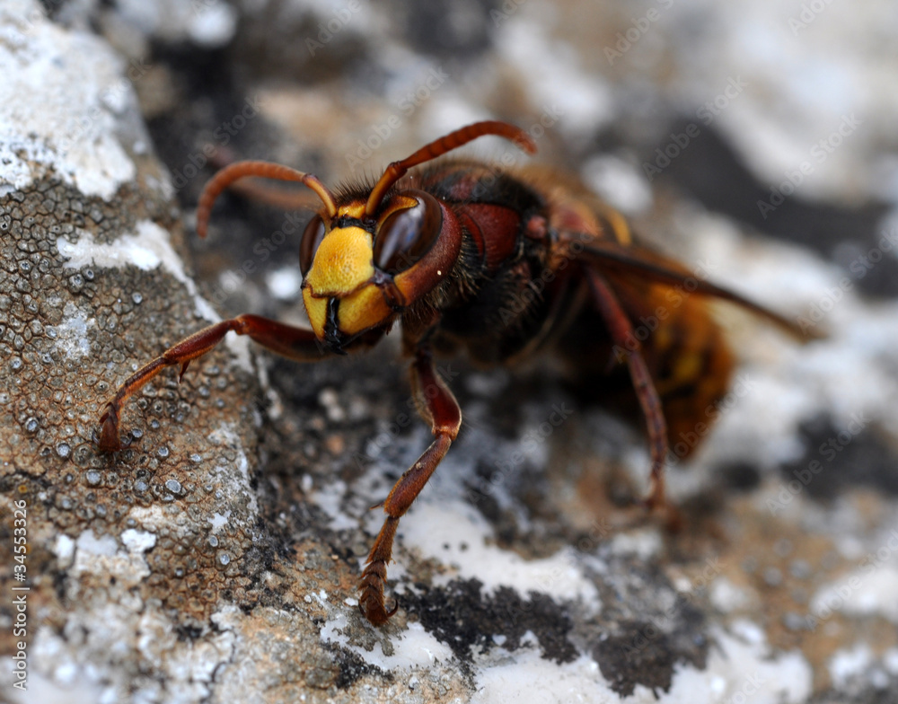Naklejka premium frelon sur rocher