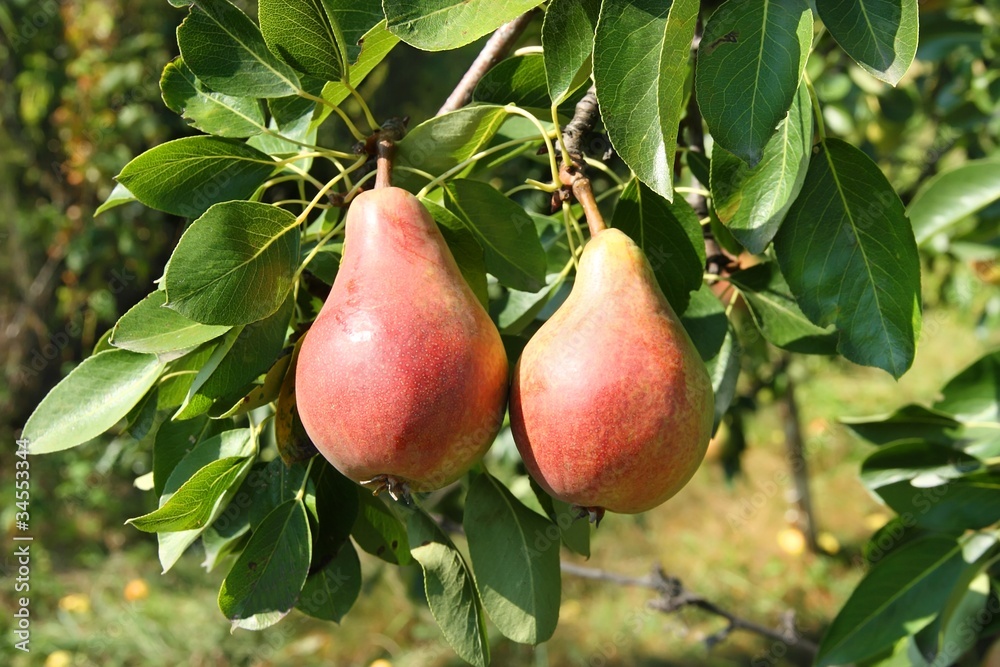 Two pears Two pears