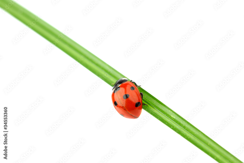 Fototapeta premium ladybug on grass