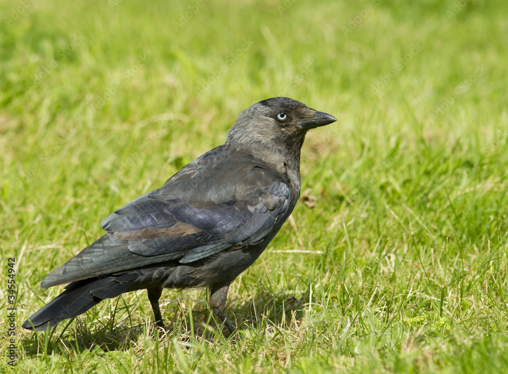 Jackdaw