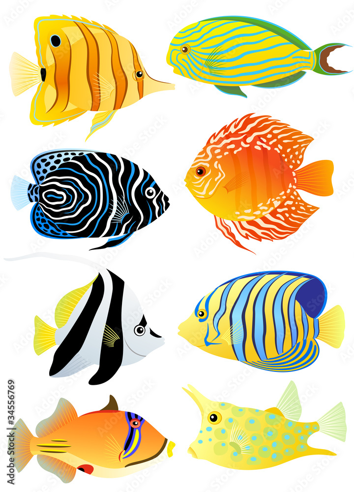 Fototapeta premium Collection of tropical fish