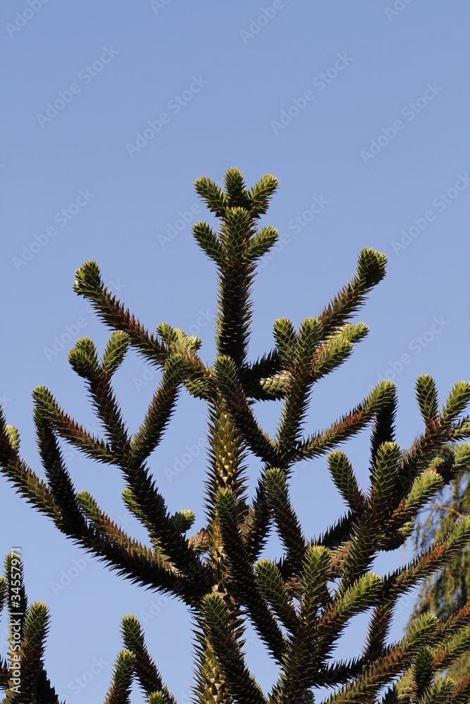 Andentanne in Nahaufnahme StockFoto Adobe Stock