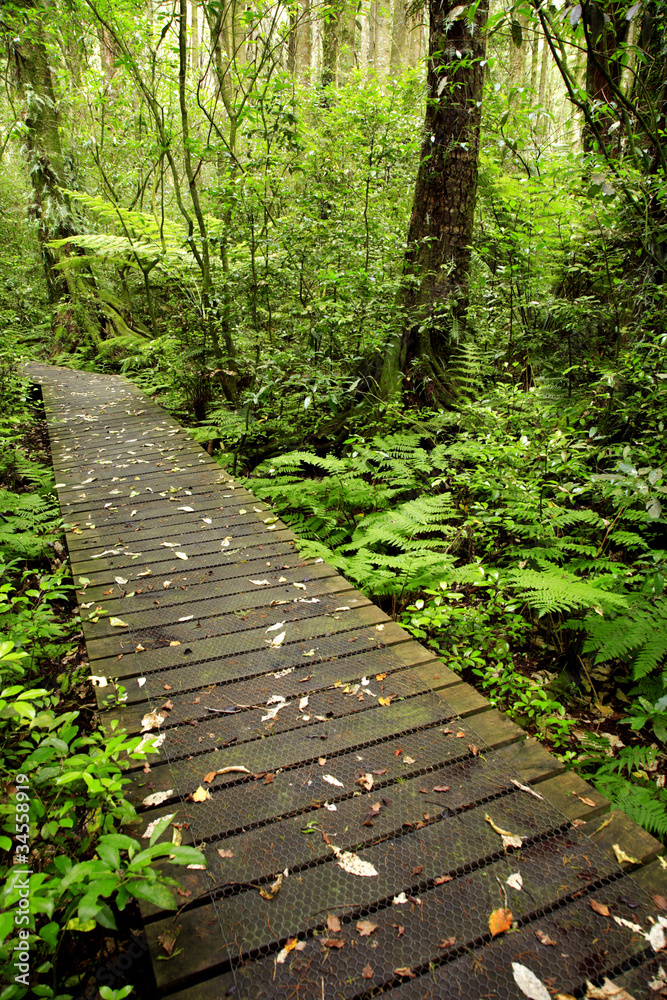 Obraz premium Tropical forest