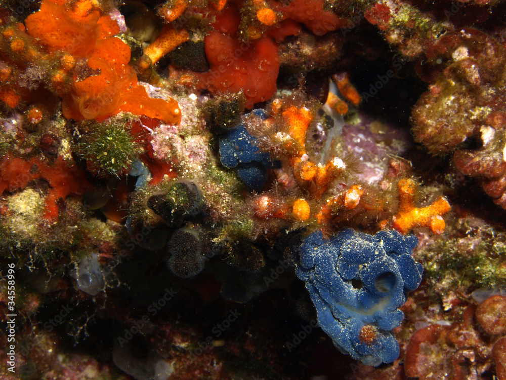 Fototapeta premium koral