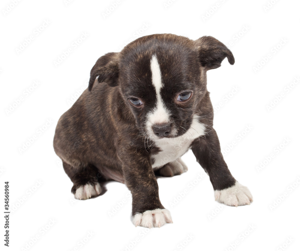portrait of a cute purebred puppy chihuahua in front of white ba portrait of a cute purebred puppy chihuahua in front of white ba