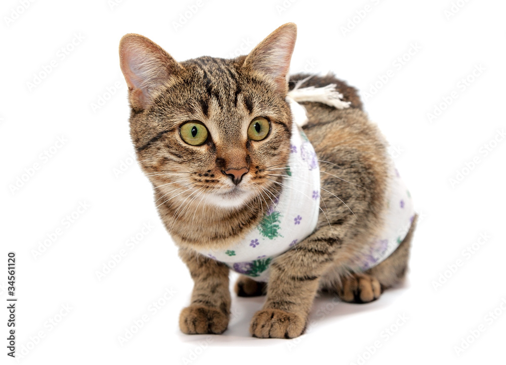 Fototapeta premium striped cat in the clothes