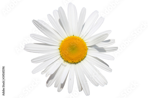chamomile flower isolated © Arrows