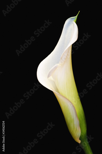 Beautiful calla lily flower on black