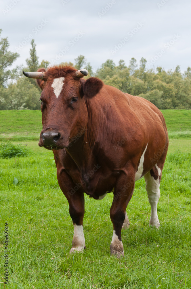 Portrait of a red cow with horns