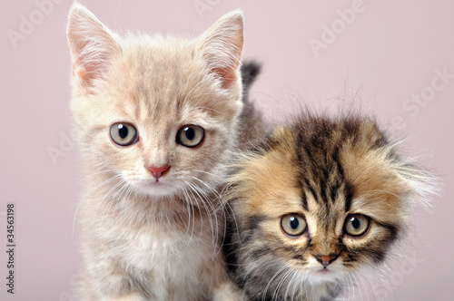 Fototapeta Naklejka Na Ścianę i Meble -  two Britain kittens