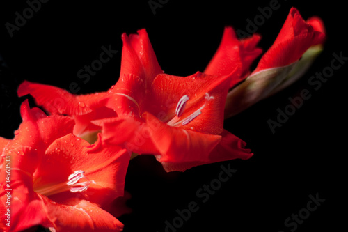 Photo Beautiful red flower isolated against black background