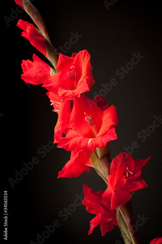 close up red flower isolated against black background
