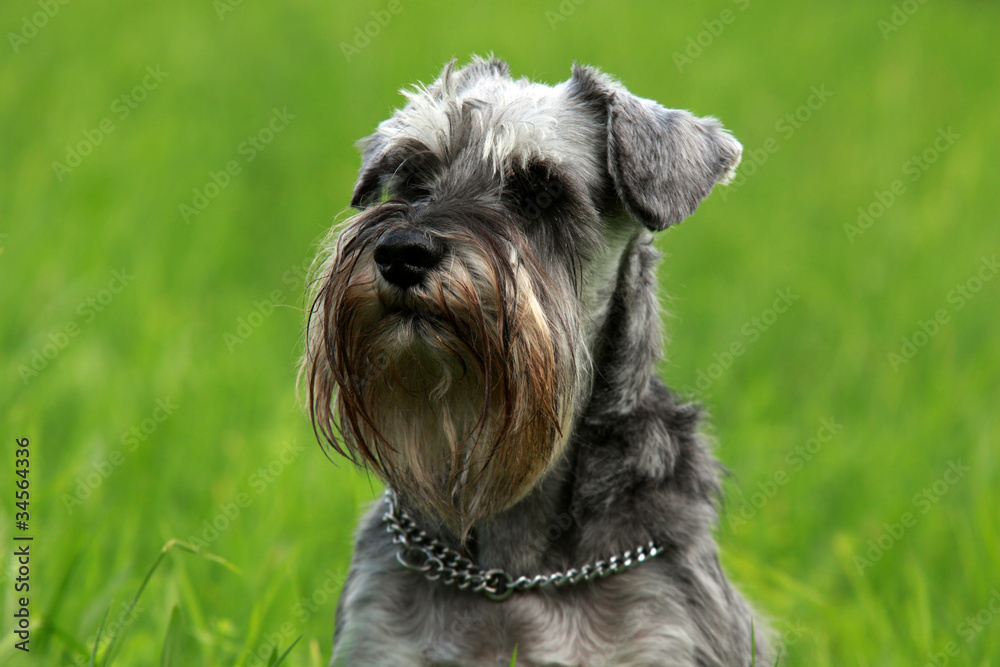 schnauzer