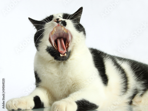 Müder Kater