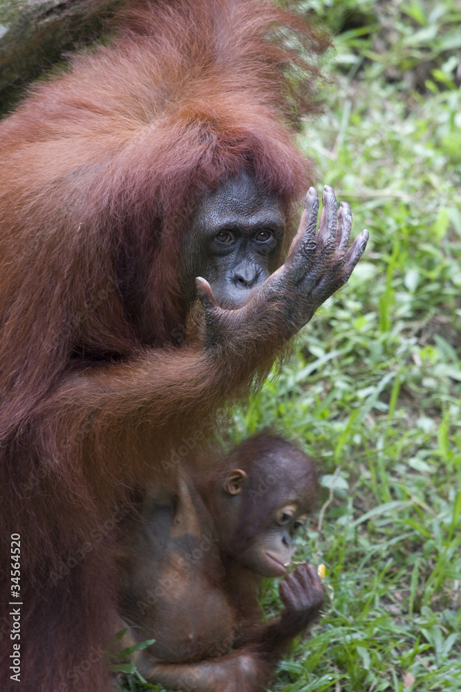 Orang Utan Orang Utan