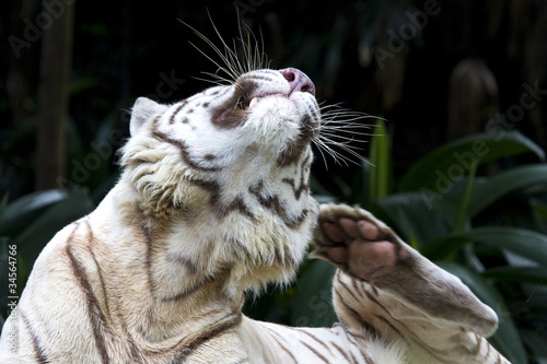 White Tiger