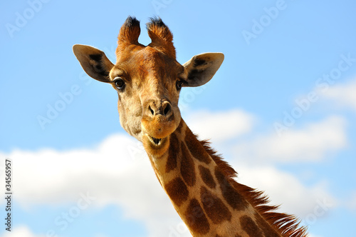 girafe sur ciel bleu 1