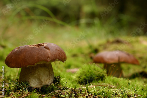 Boletus