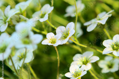 Saxifrage flowers