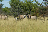 oryx a Etosha