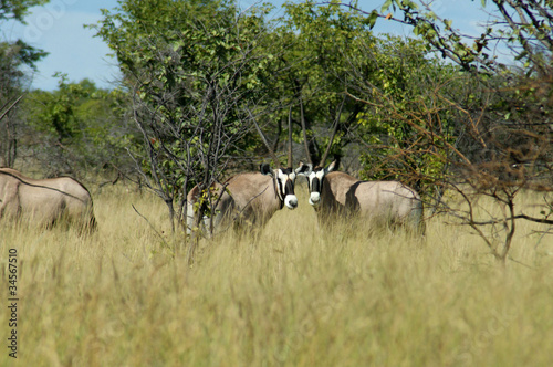 Fototapeta Naklejka Na Ścianę i Meble -  oryx a Etosha