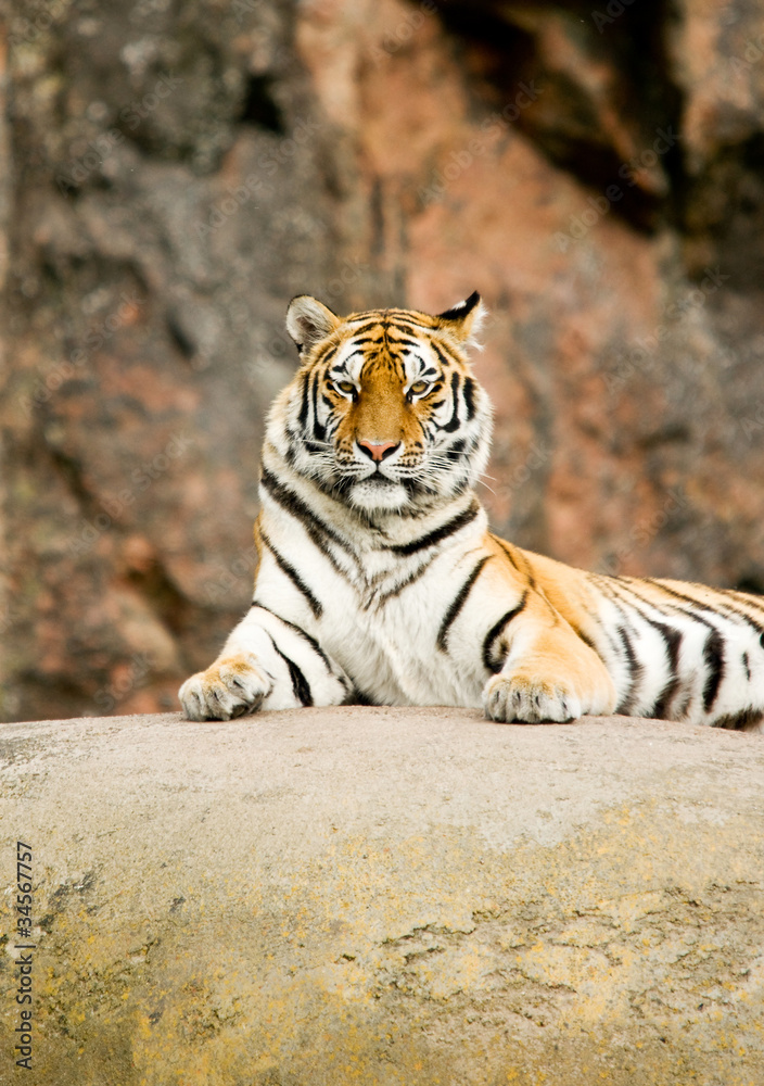 Fototapeta premium Tiger Panthera tigris altaica