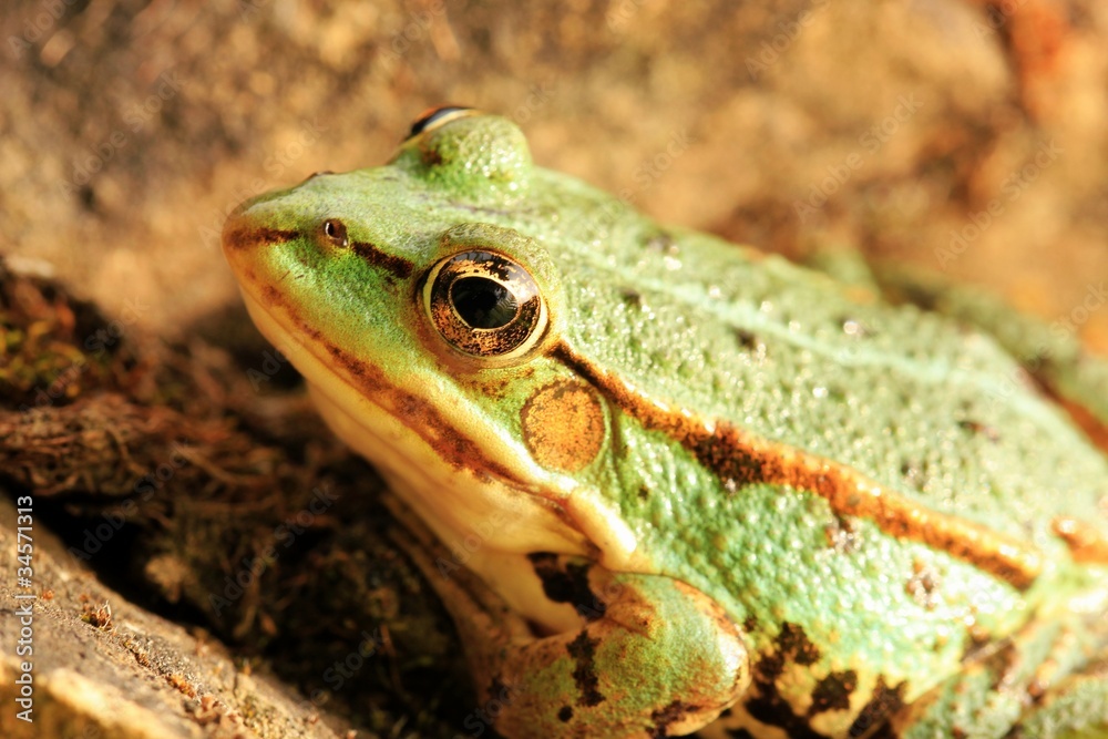 Fototapeta premium grüner frosch I