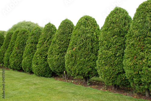 Thuja