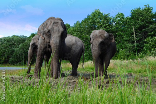 tree elephants