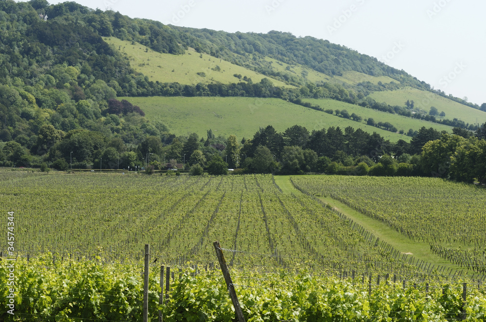 Vineyard at foot of North Downs. Surrey. England