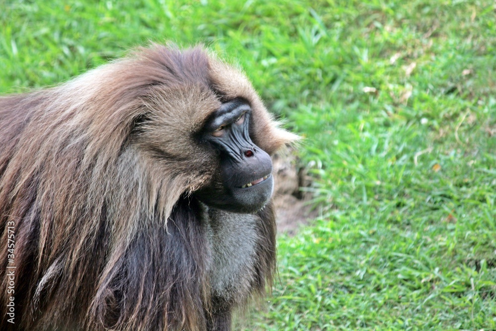 Obraz premium Gelada Baboon
