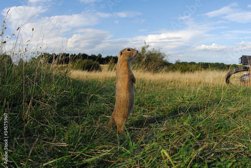 Trockenrasen und Ziesel