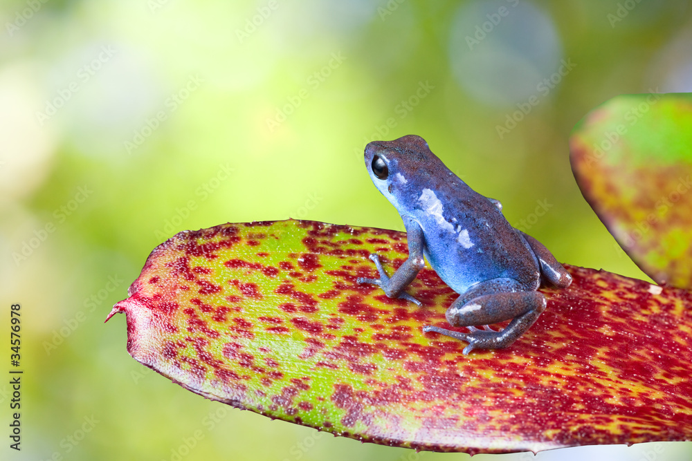 Naklejka premium blue poison dart frog on leaf