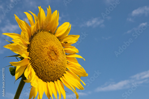 Sunflower with bee closeup against blue sky