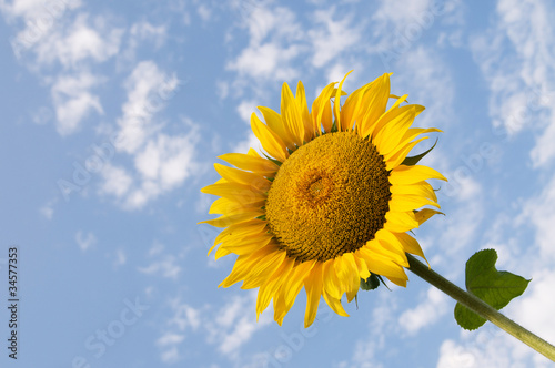 Sunflower closeup against blue sky