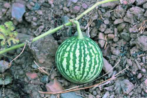 Sandía, citrullus lanatus photo